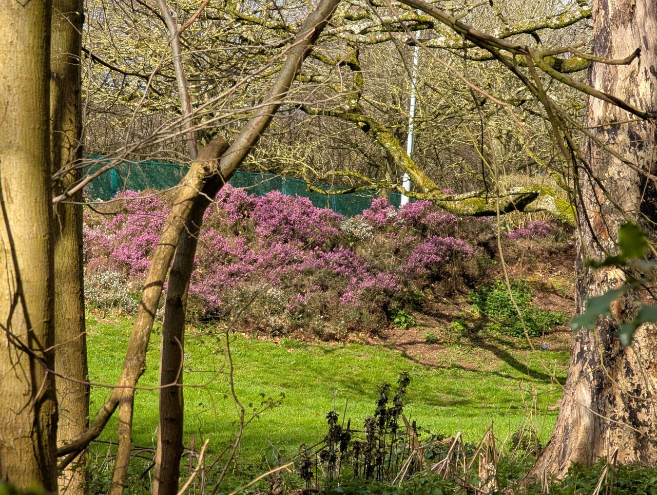 2026-04-05 11 Keele Cherry Blossom.jpg