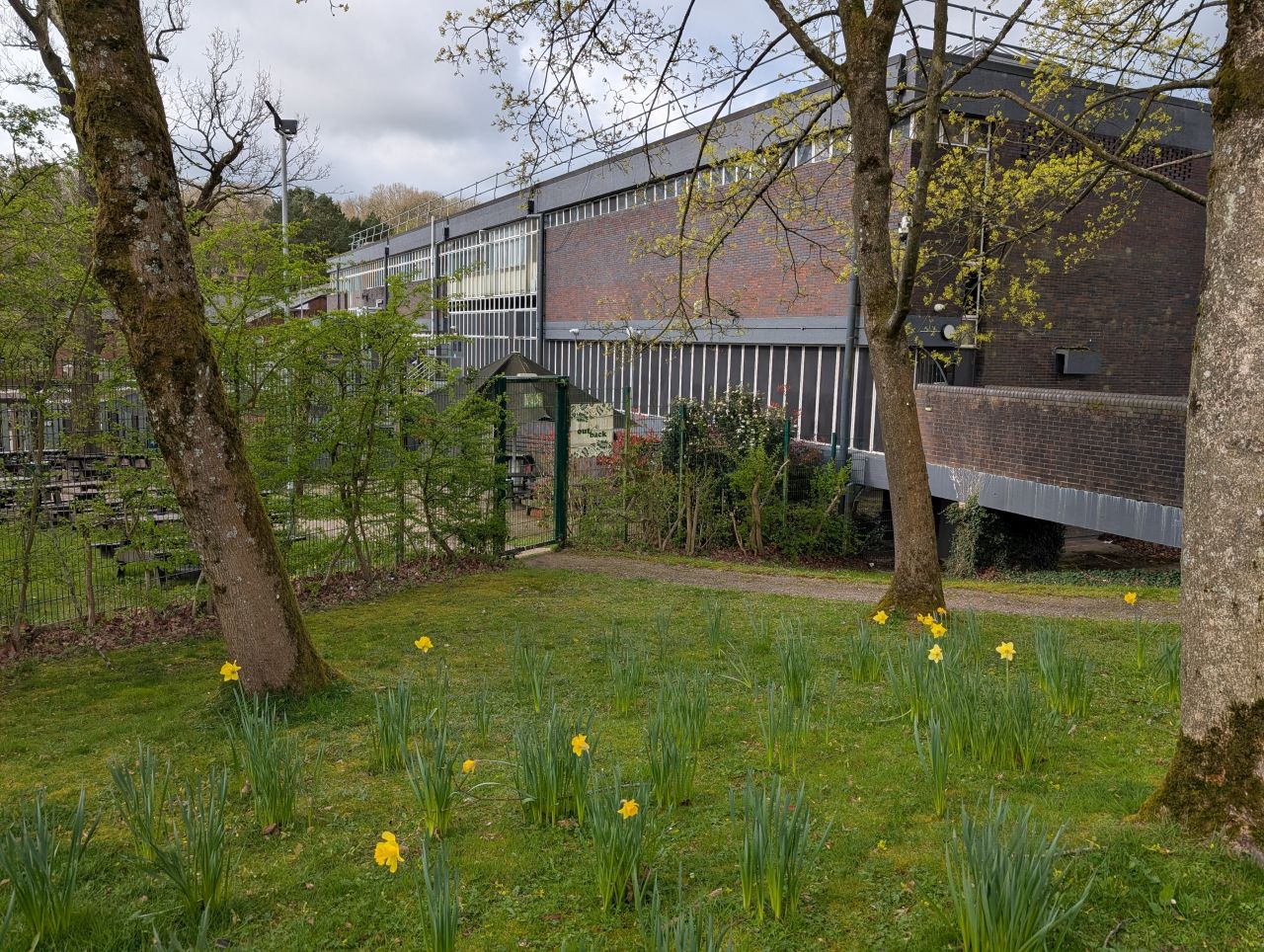 2026-04-05 13 Keele Cherry Blossom.jpg