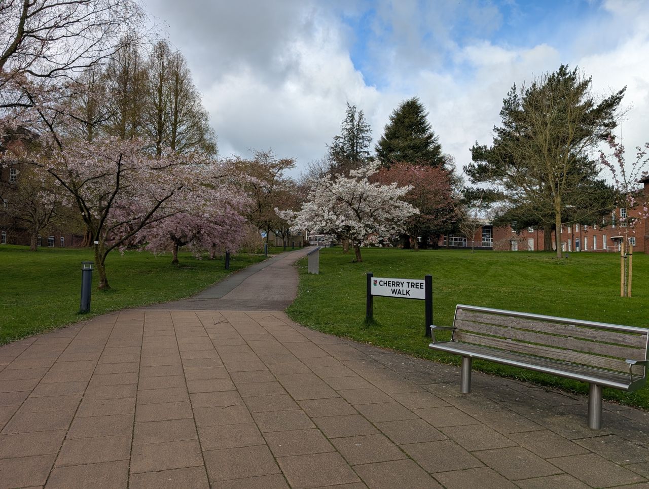 2026-04-05 17 Keele Cherry Blosson.jpg