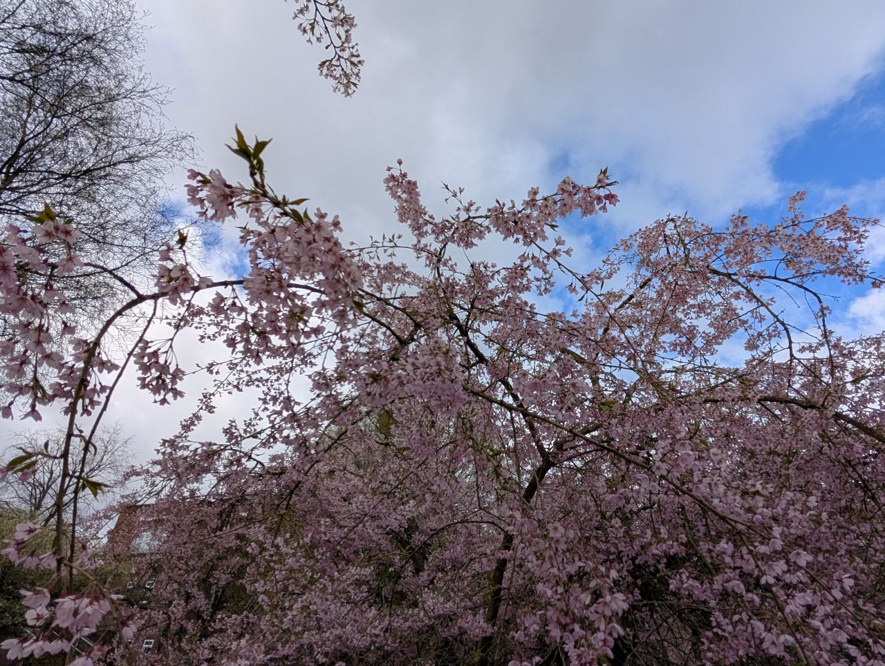 2026-04-05 20 Keele Cherry Blossom.jpg