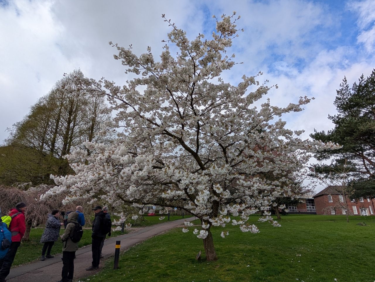 2026-04-05 21 Keele Cherry Blosson.jpg