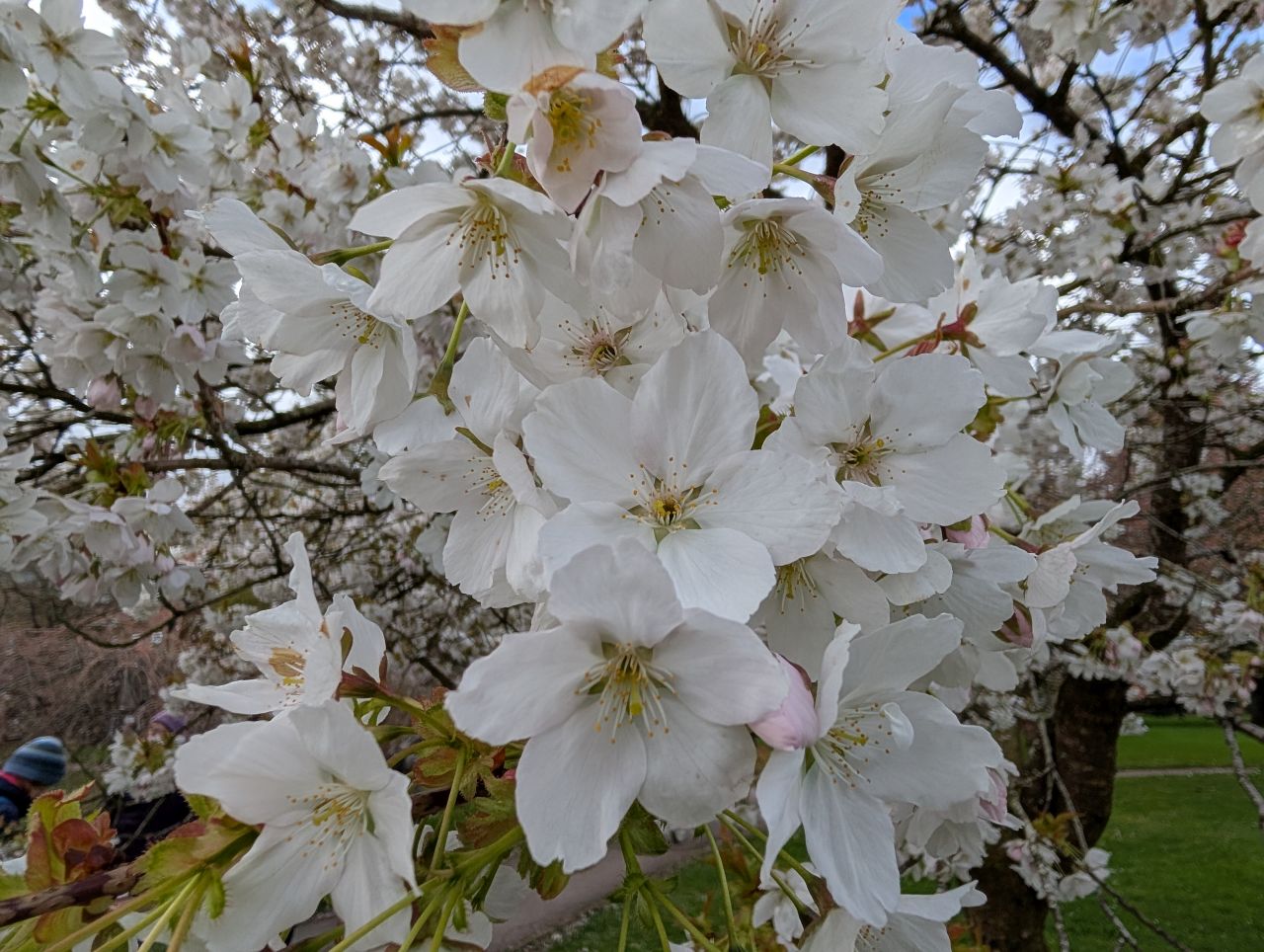 2026-04-05 22 Keele Cherry Blossom.jpg