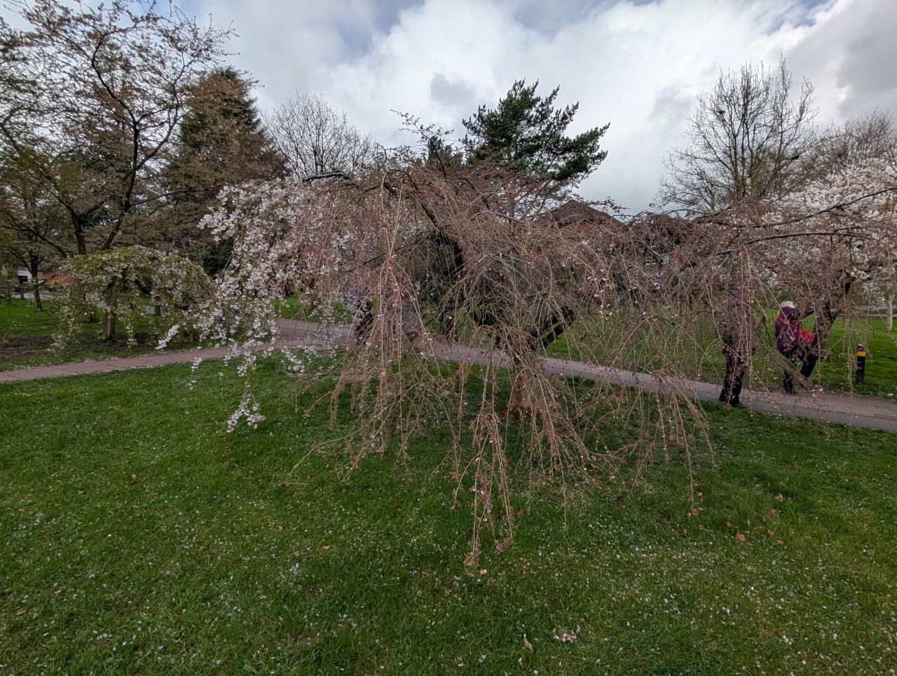 2026-04-05 24 Keele Cherry Blosson.jpg