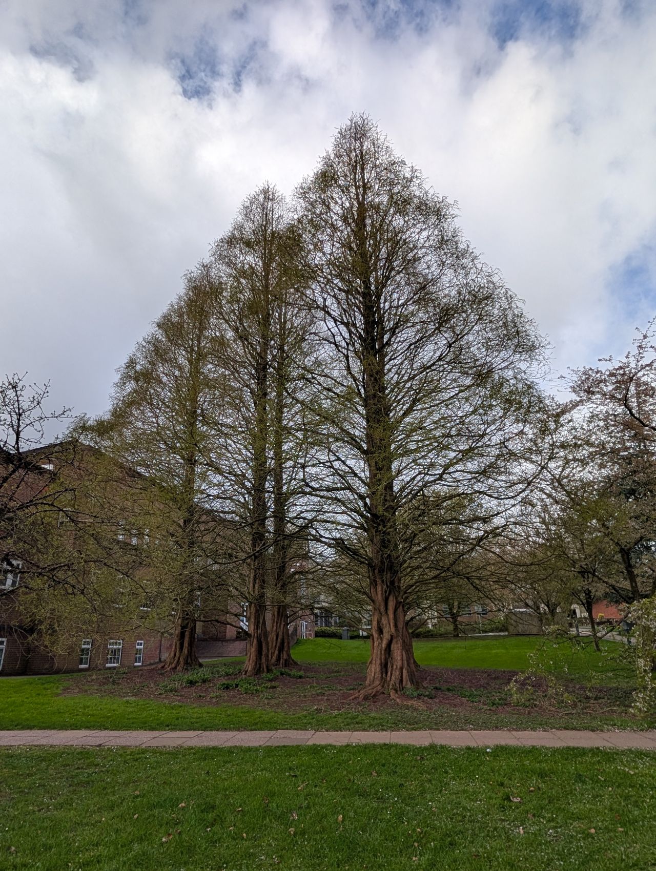 2026-04-05 25 Keele Cherry Blosson.jpg