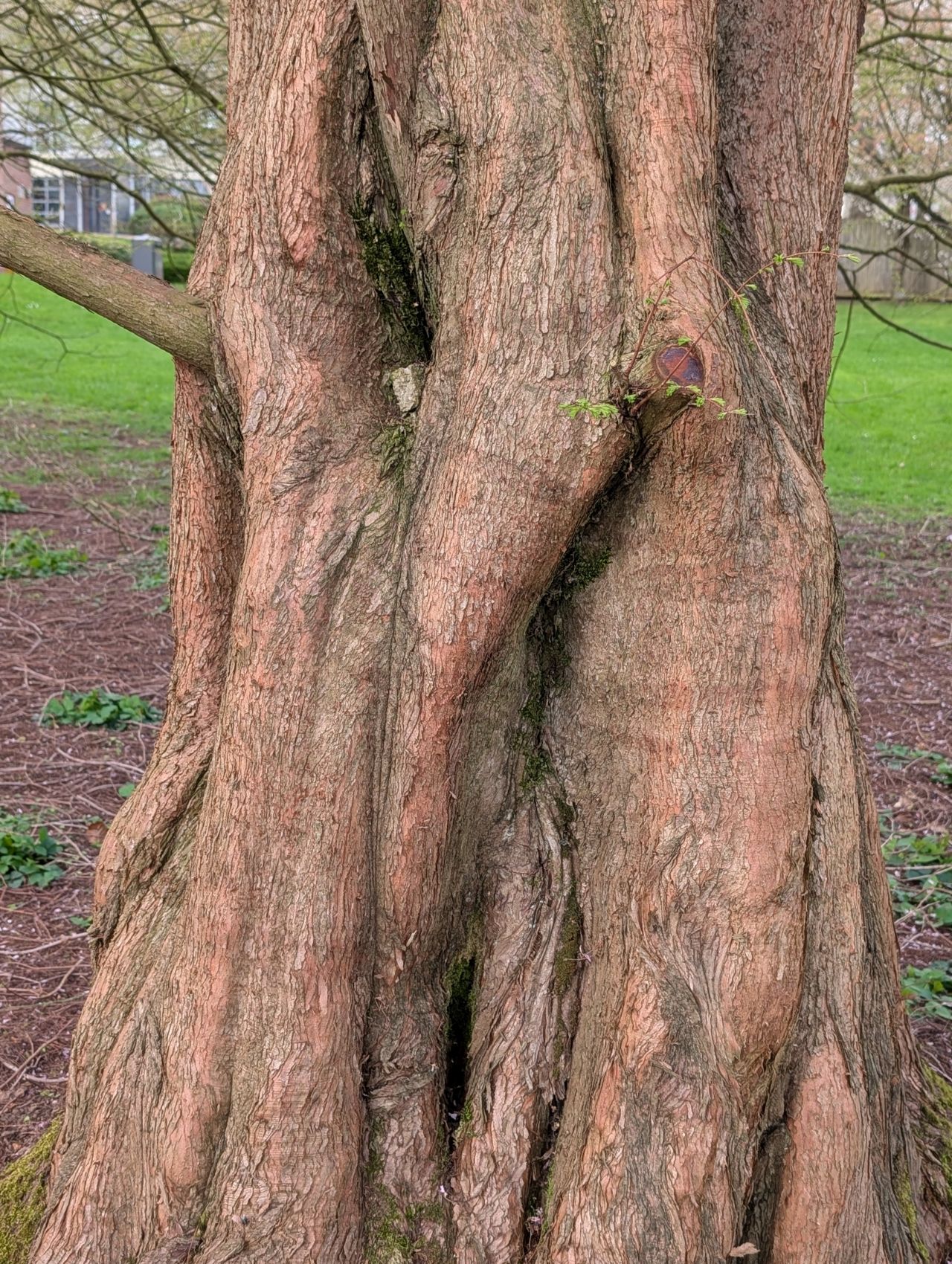 2026-04-05 26 Keele Cherry Blossom.jpg