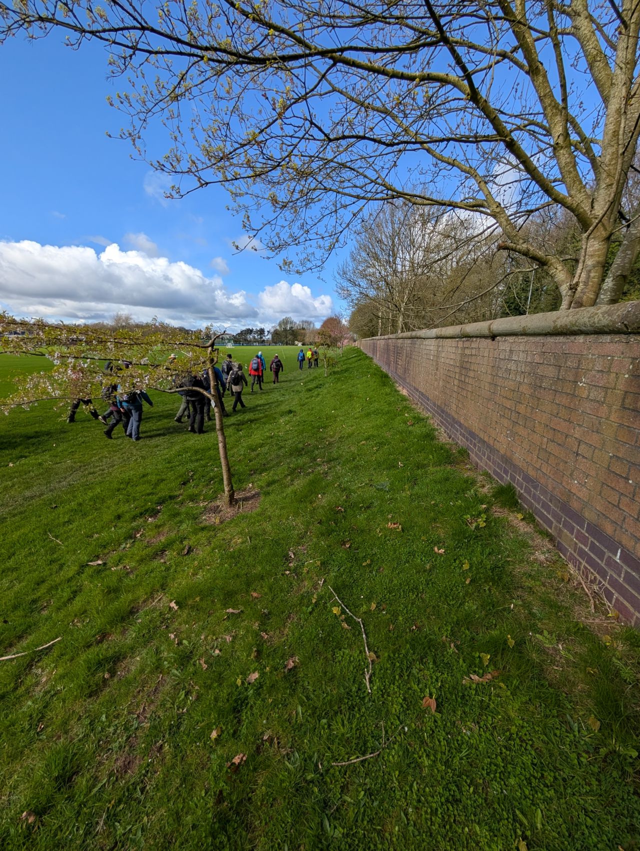 2026-04-05 34 Keele Cherry Blossom.jpg