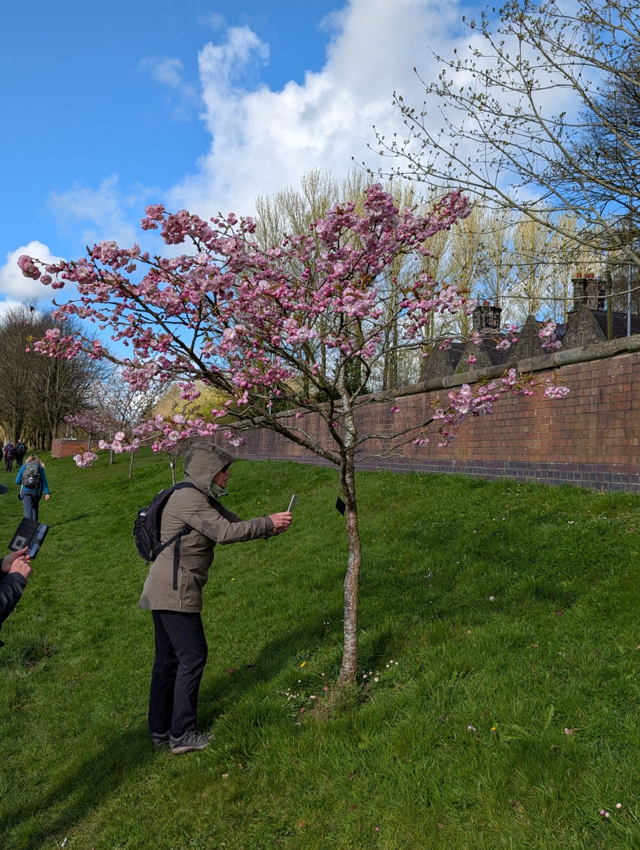 2026-04-05 36 Keele Cherry Blossom.jpg