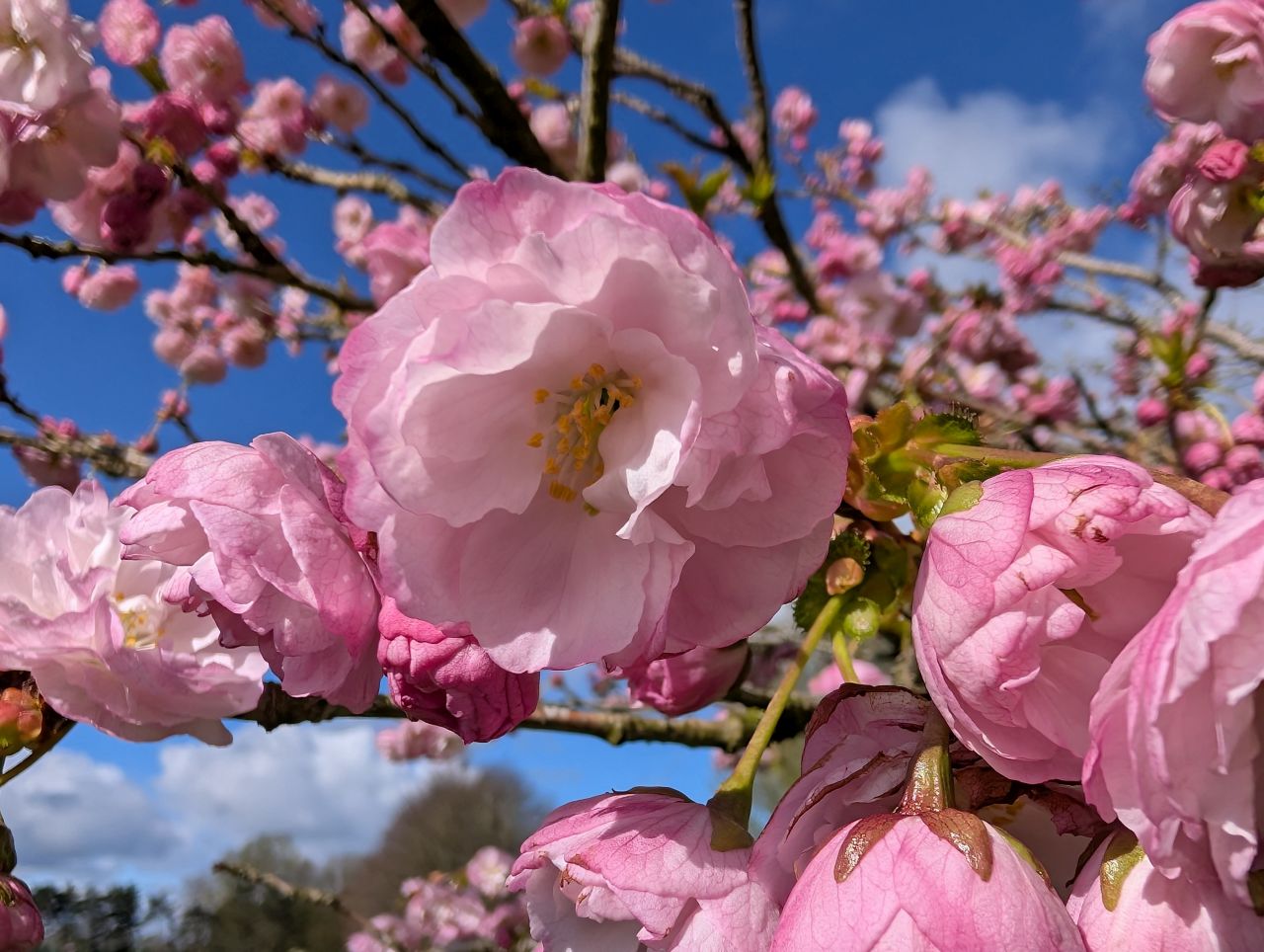 2026-04-05 37 Keele Cherry Blossom.jpg