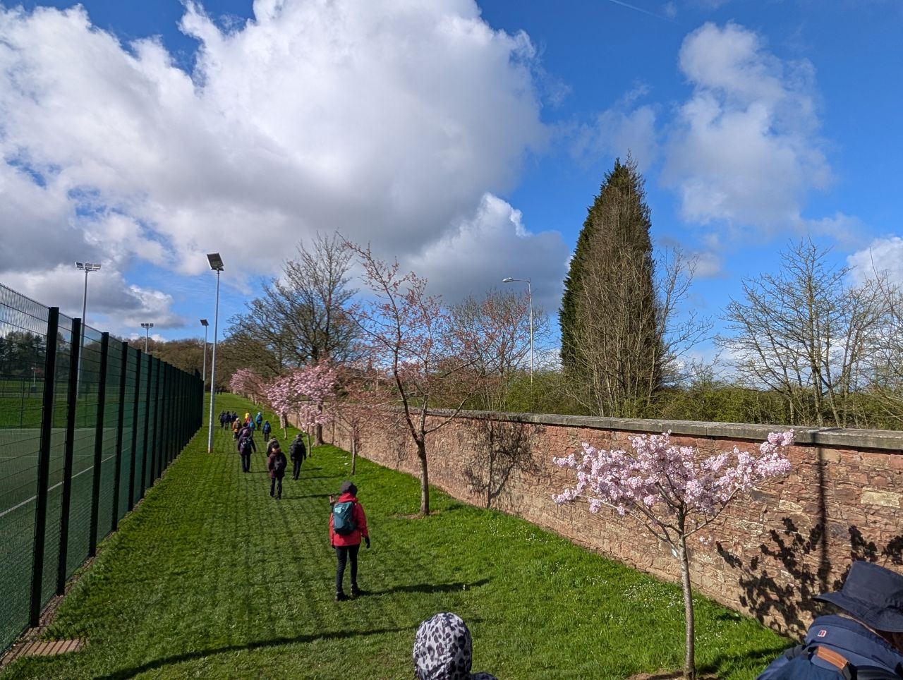 2026-04-05 40 Keele Cherry Blossom.jpg