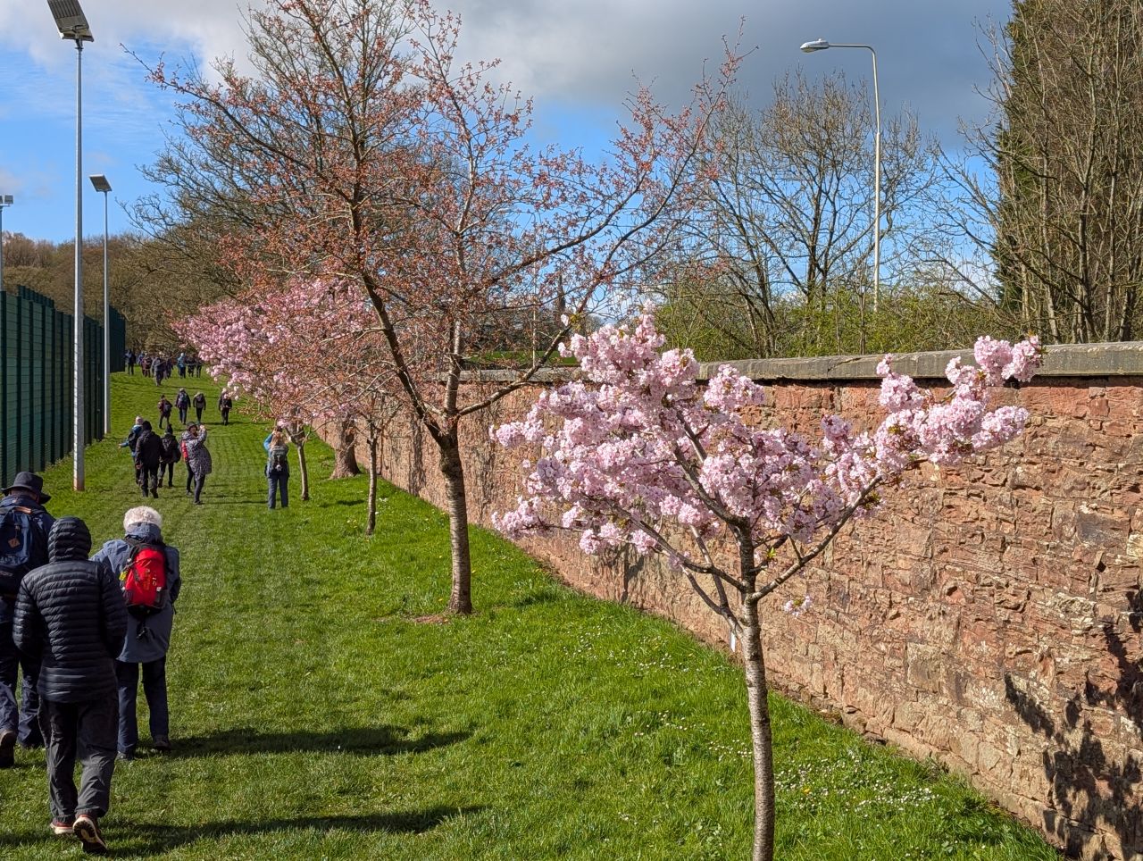 2026-04-05 42 Keele Cherry Blossom.jpg