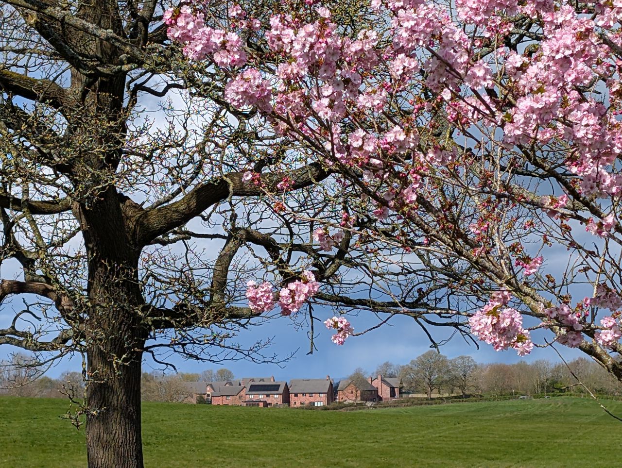 2026-04-05 43 Keele Cherry Blossom.jpg