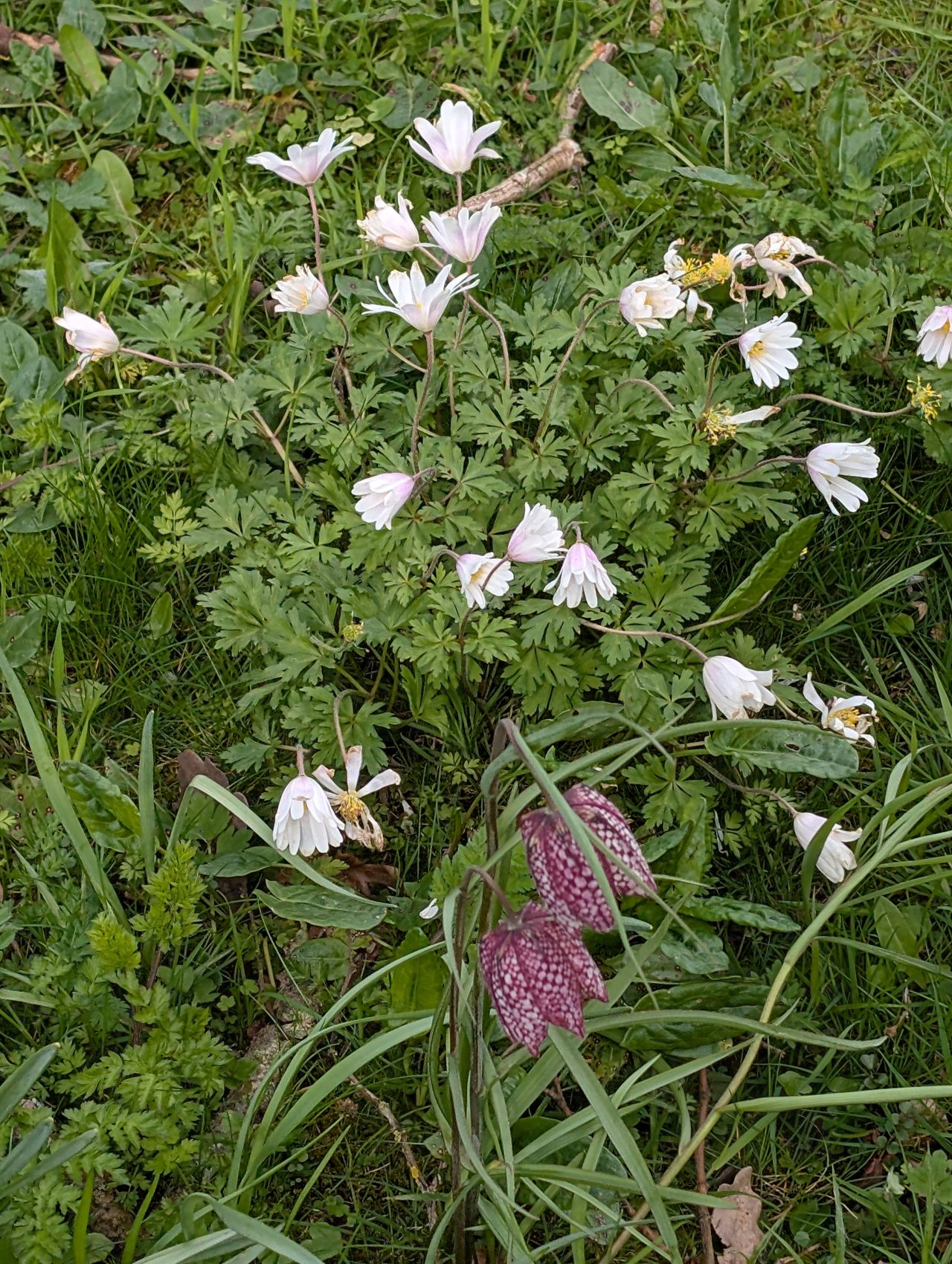 2026-04-05 48 Keele Cherry Blossom.jpg