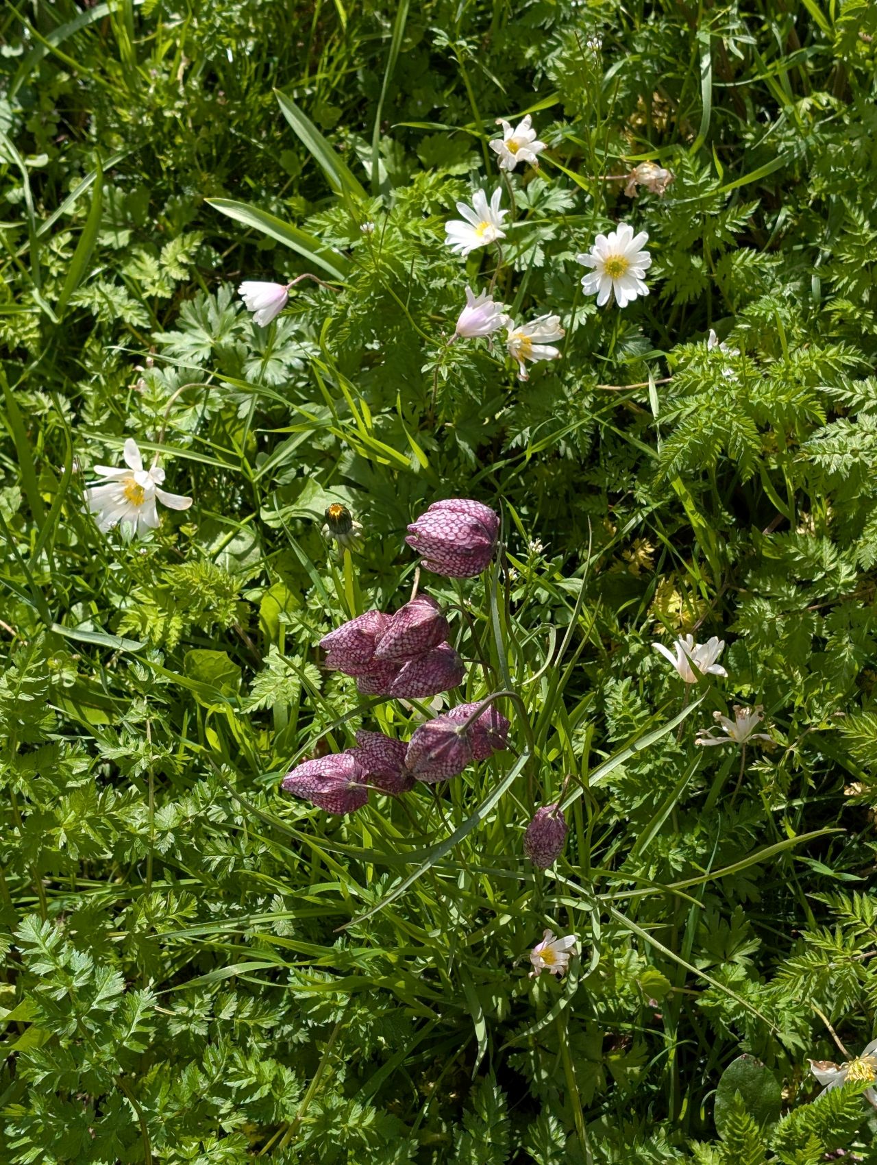 2026-04-05 49 Keele Cherry Blossom.jpg
