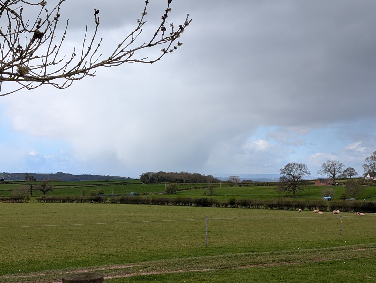 2026-04-05 53 Keele Cherry Blosson.jpg