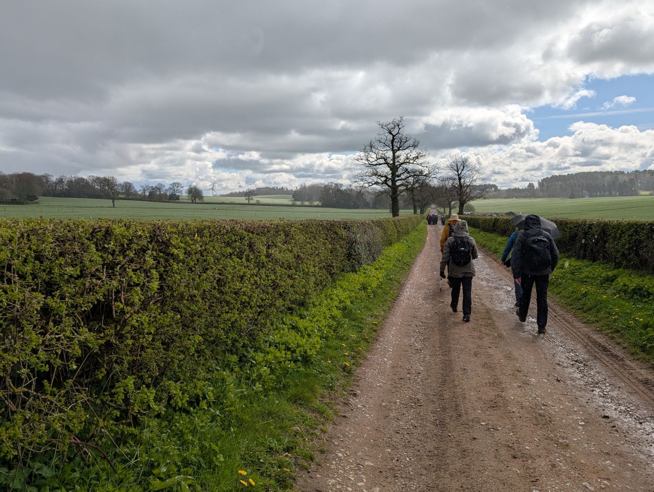 2026-04-05 54 Keele Cherry Blossom.jpg