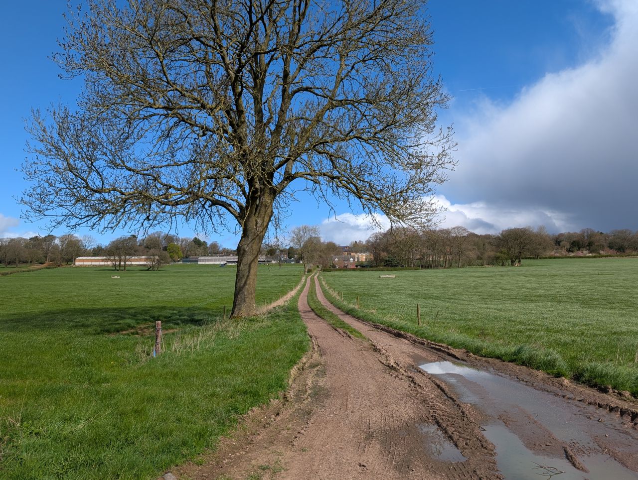 2026-04-05 55 Keele Cherry Blosson.jpg