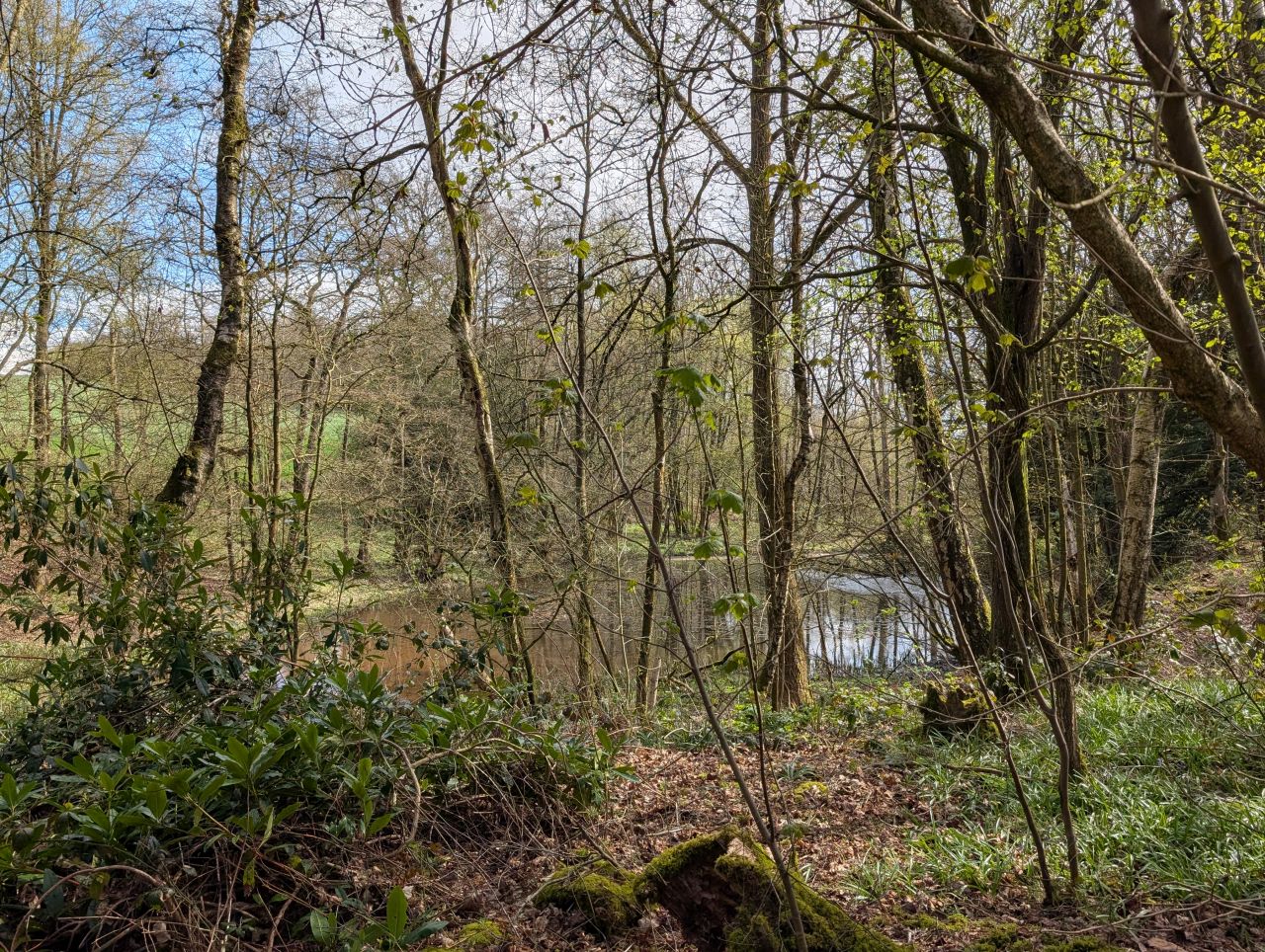 2026-04-05 56 Keele Cherry Blossom.jpg