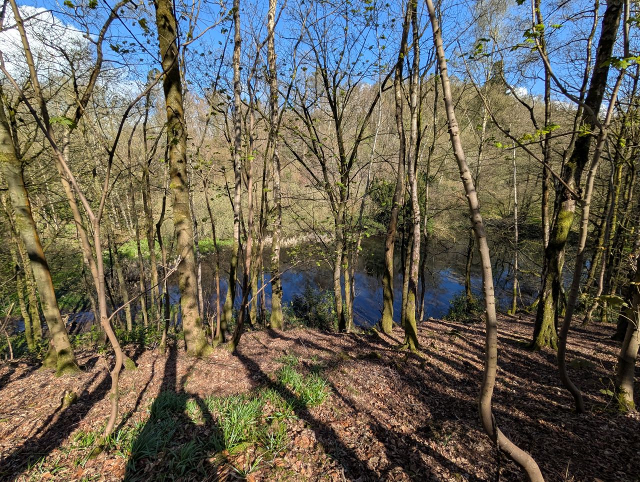 2026-04-05 58 Keele Cherry Blossom.jpg