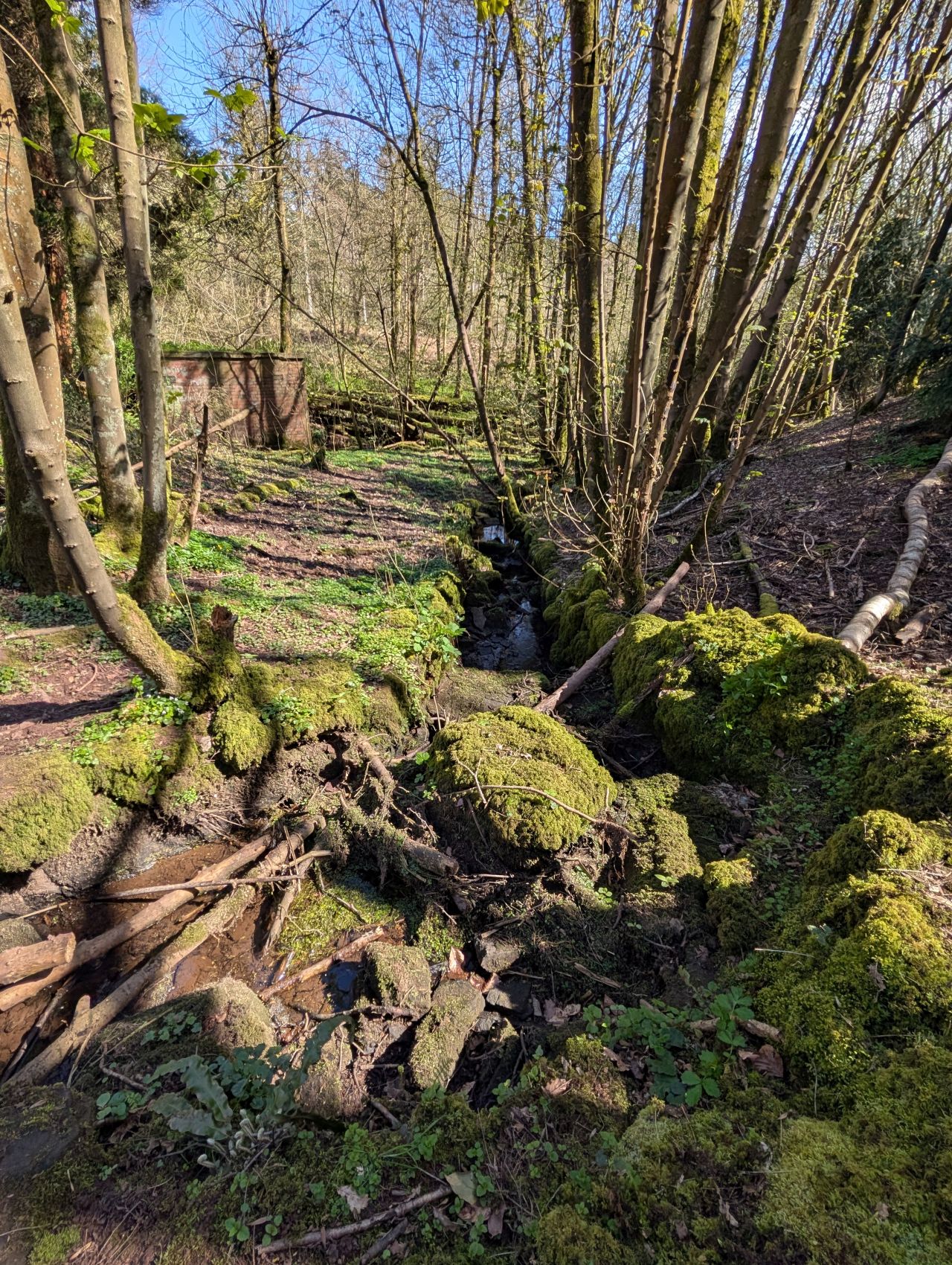 2026-04-05 59 Keele Cherry Blossom.jpg