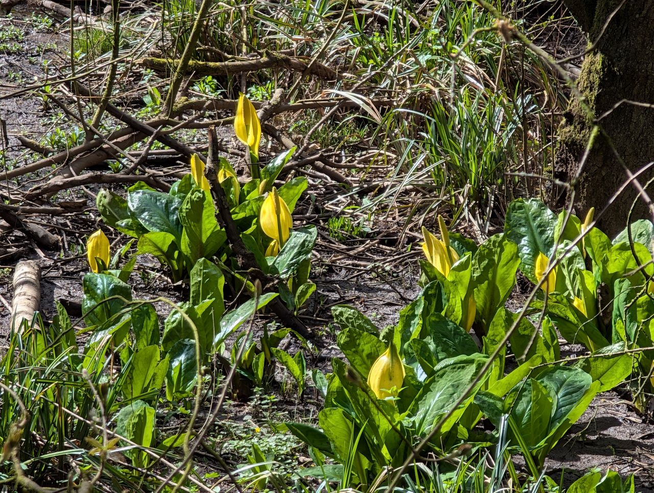 2026-04-05 61 Keele Skunk Cabbage.jpg