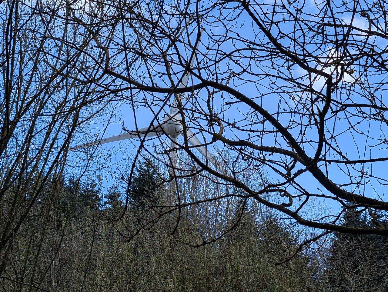 2026-04-05 62 Keele Cherry Blosson.jpg