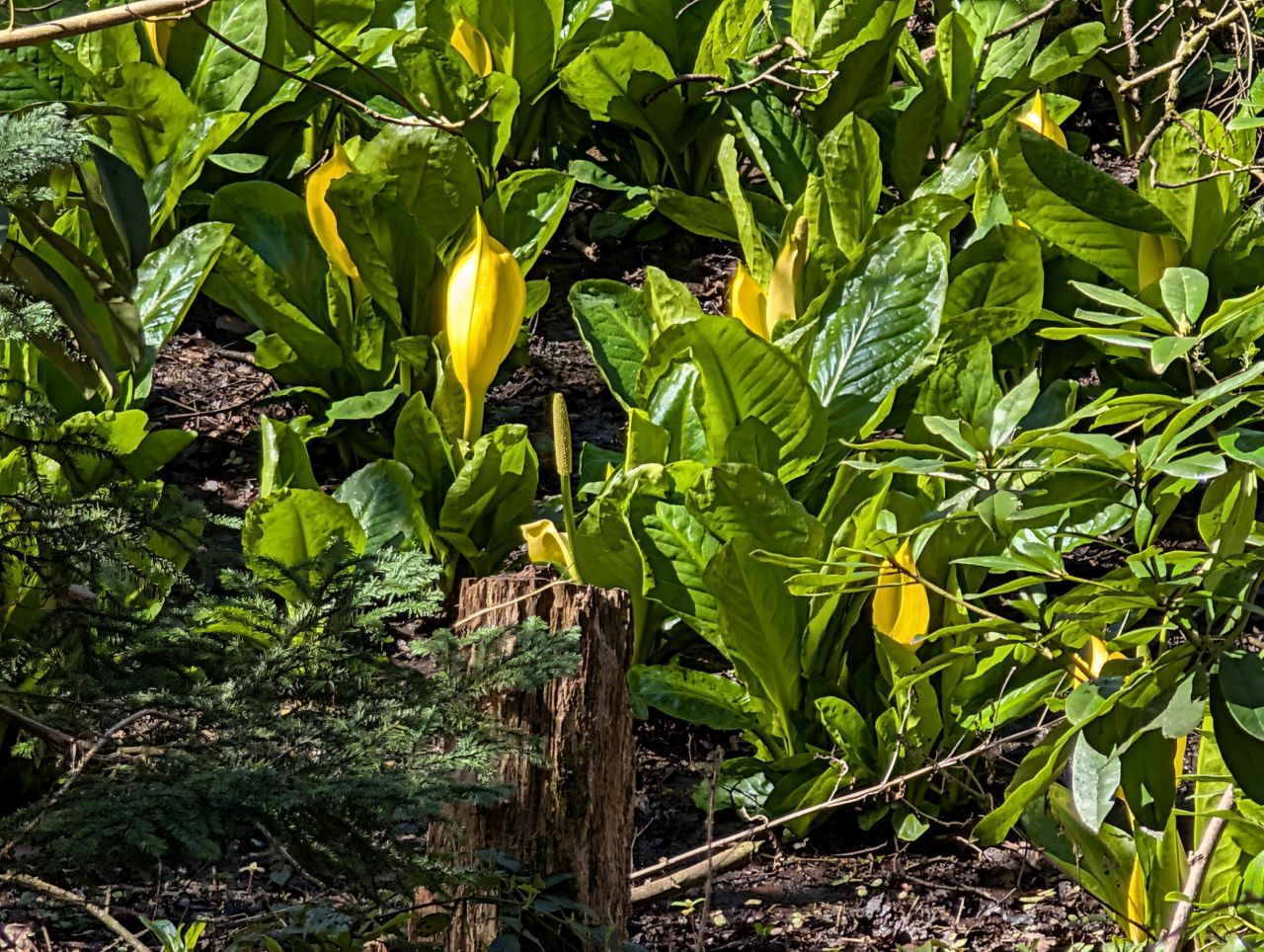 2026-04-05 63 Keele Skunk Cabbage.jpg