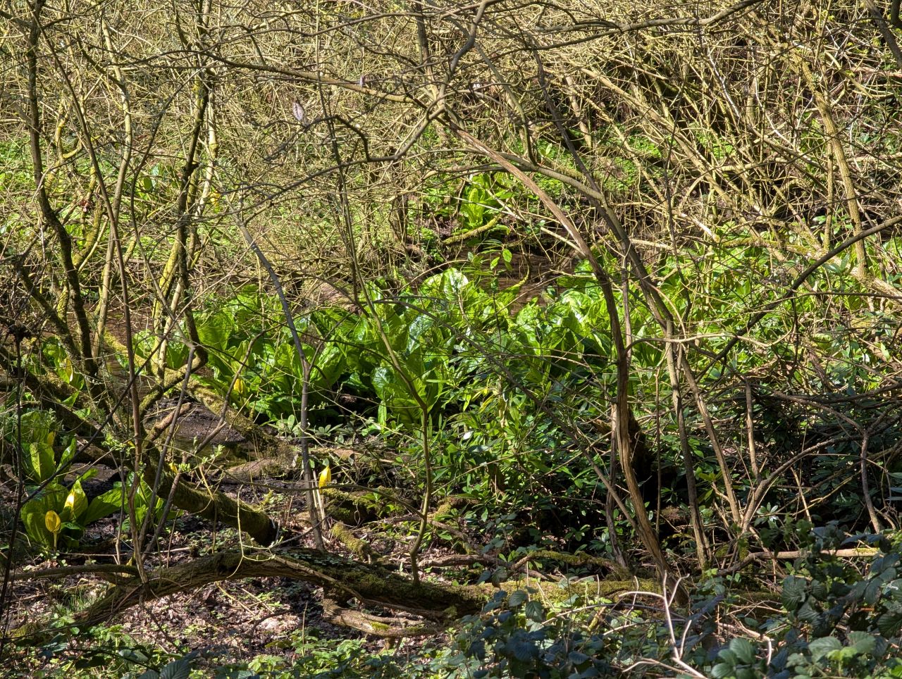 2026-04-05 64 Keele Cherry Blossom.jpg