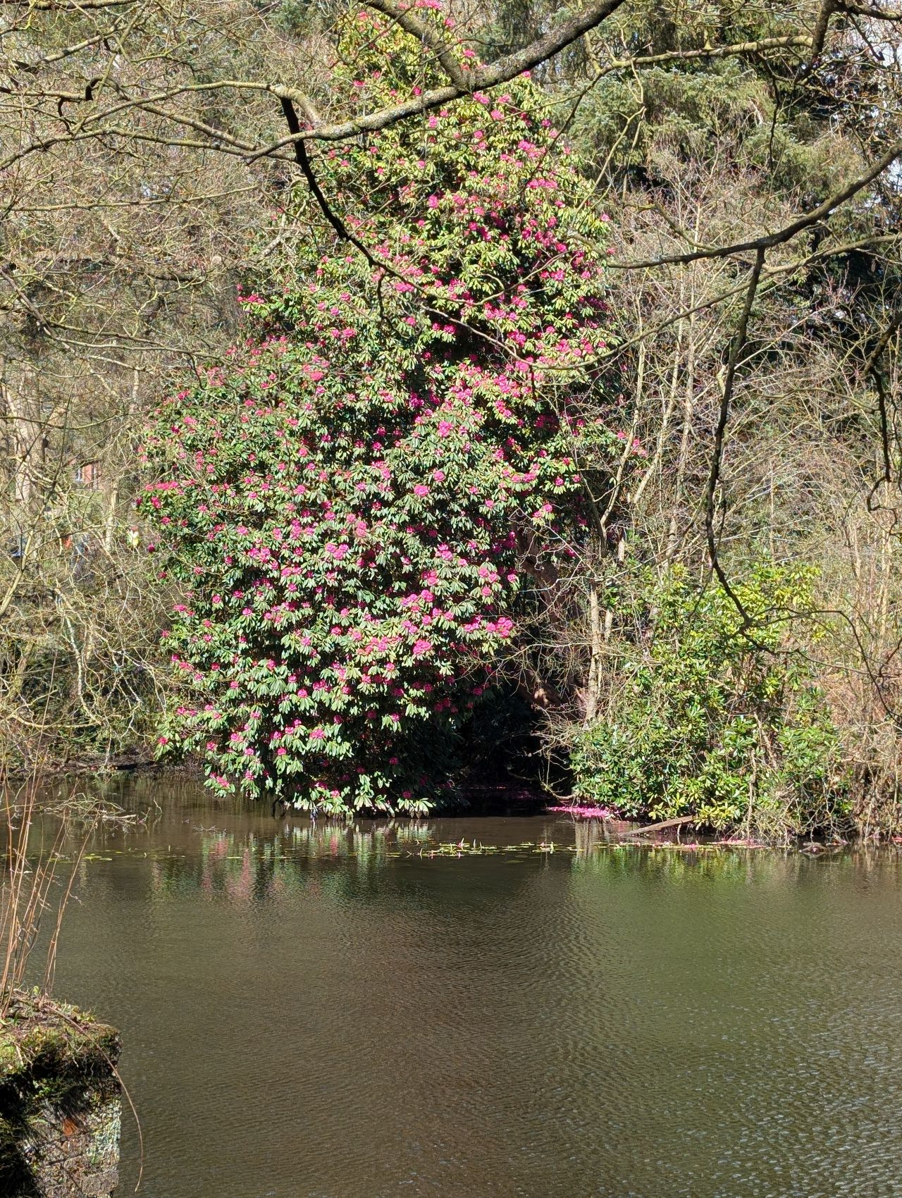 2026-04-05 65 Keele Cherry Blossom.jpg