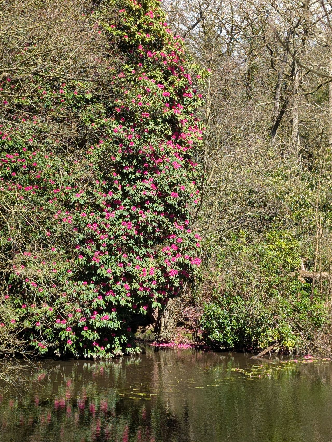 2026-04-05 66 Keele Cherry Blosson.jpg