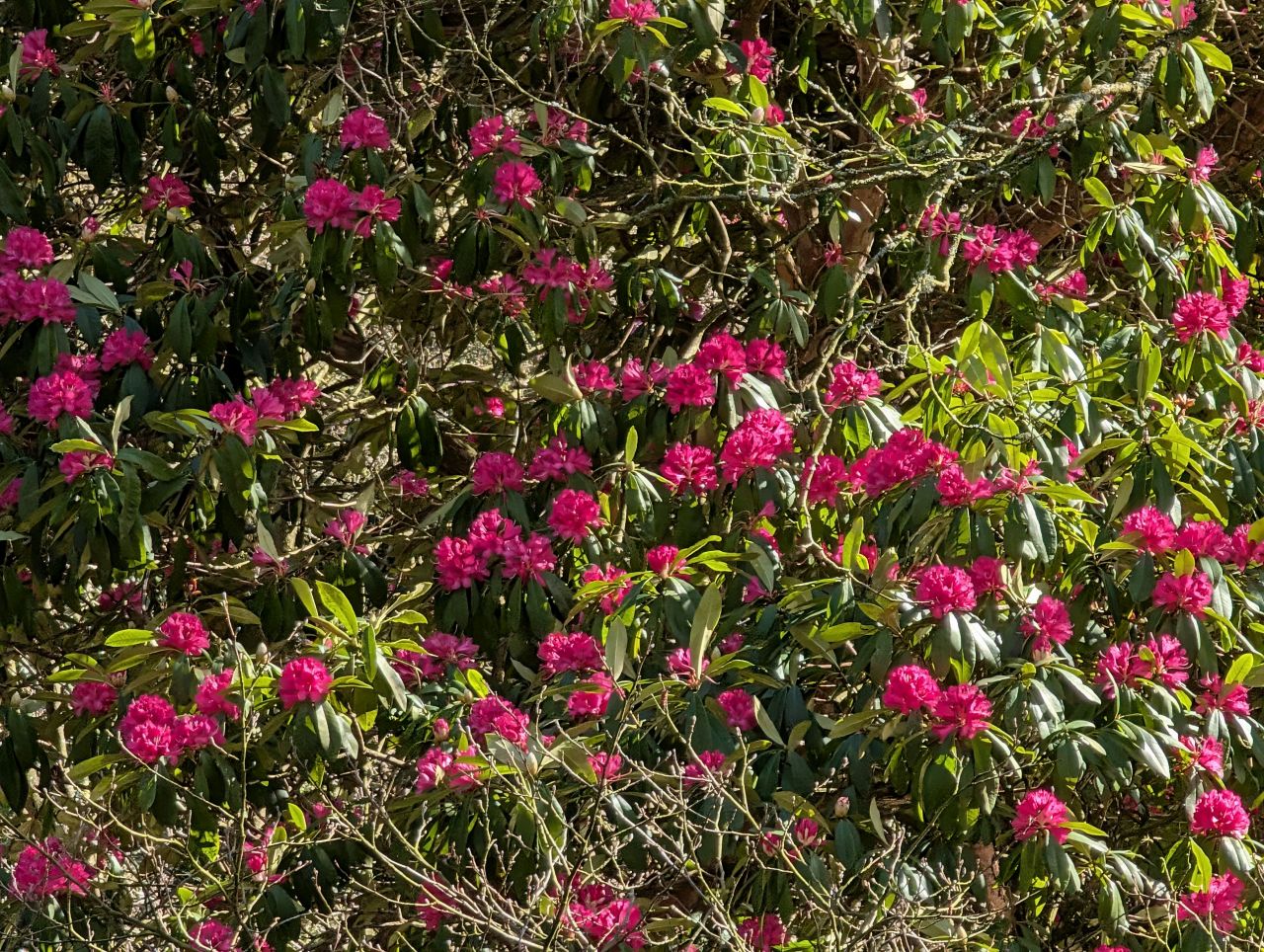 2026-04-05 67 Keele Cherry Blosson.jpg