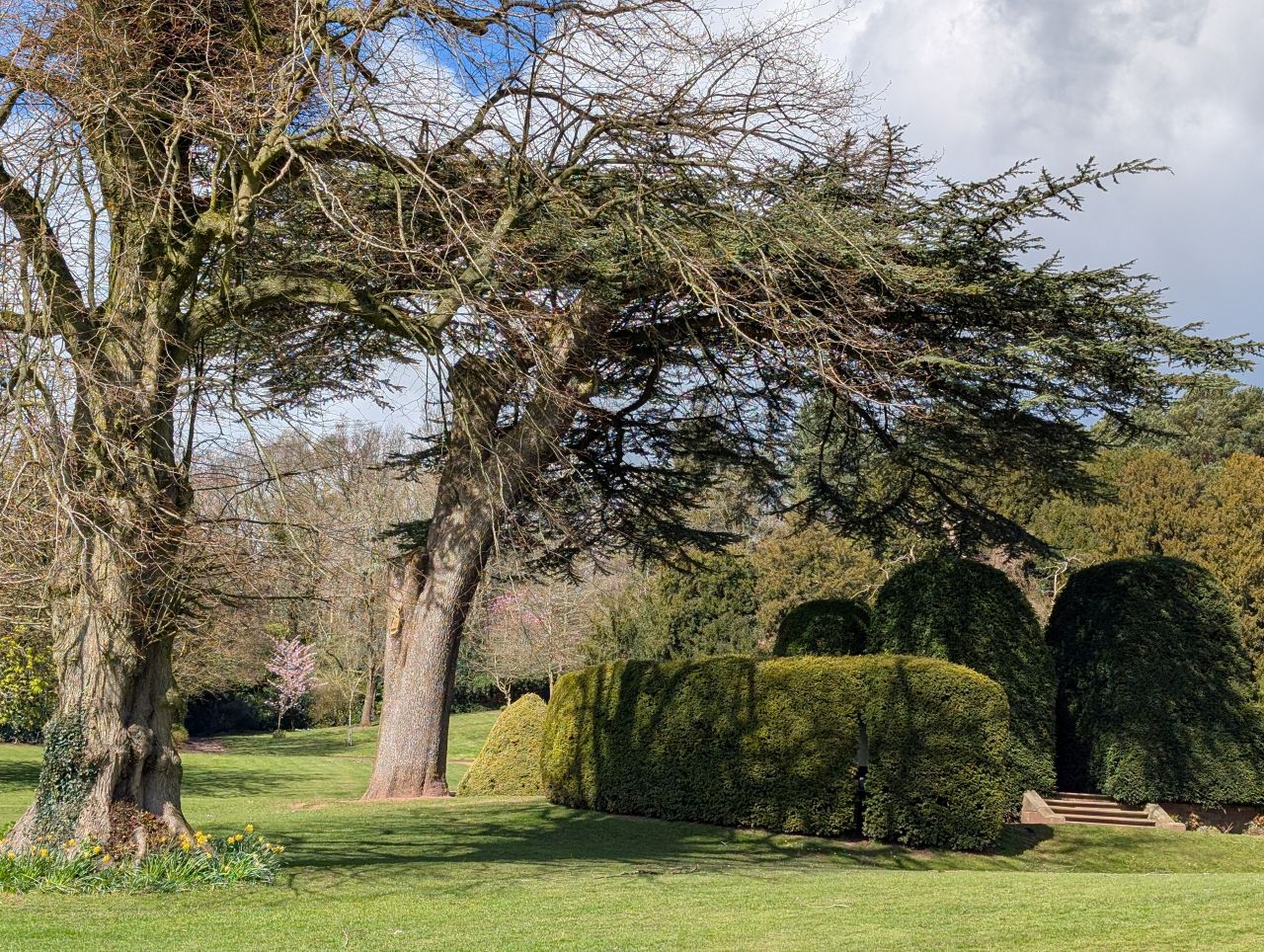 2026-04-05 74 Keele Cherry Blosson.jpg