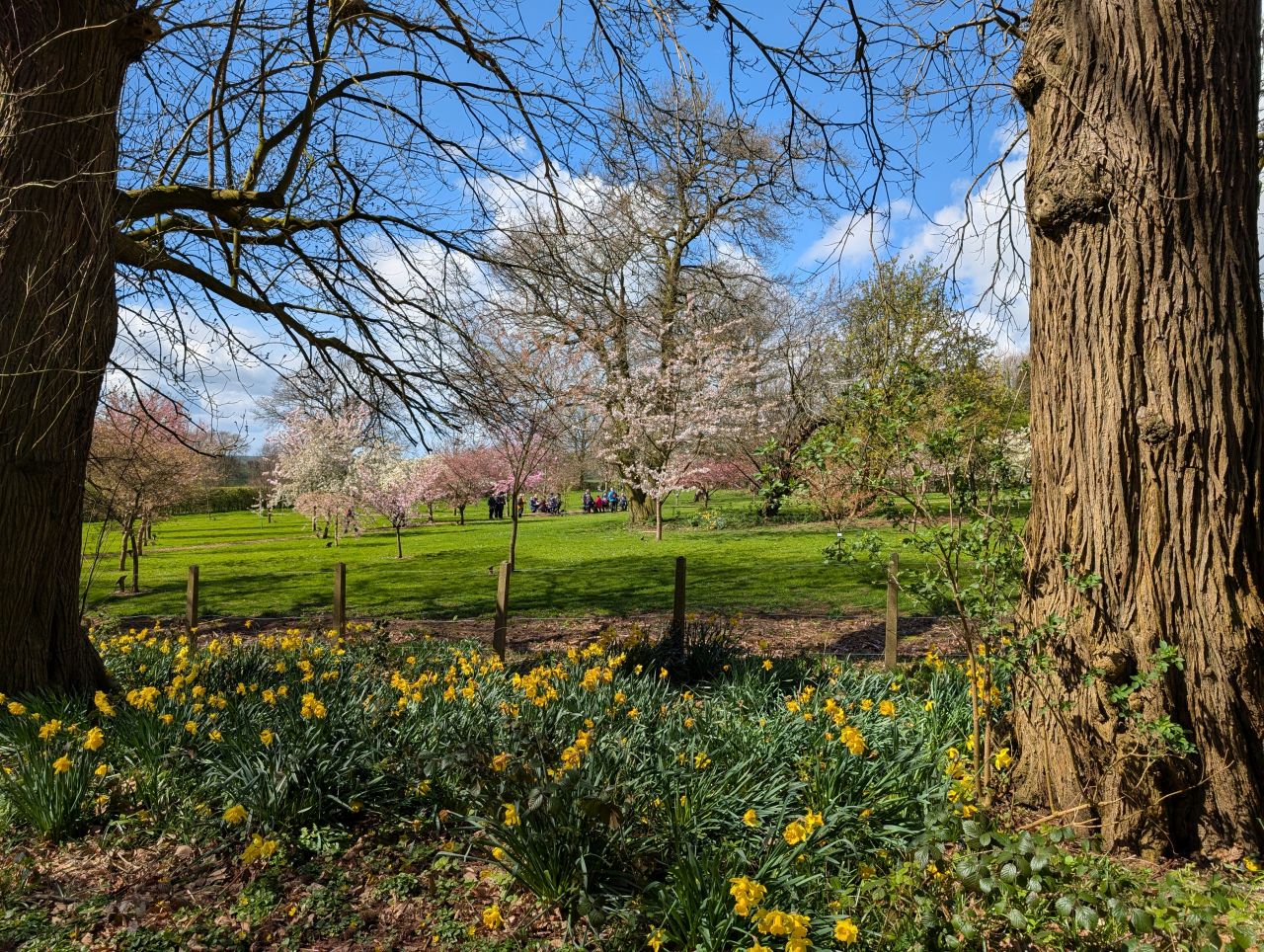 2026-04-05 77 Keele Cherry Blossom.jpg