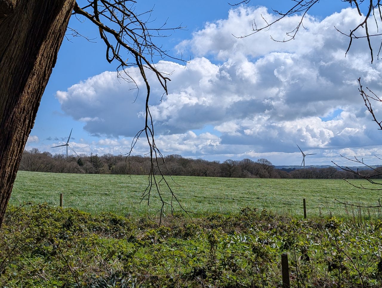 2026-04-05 78 Keele Cherry Blosson.jpg