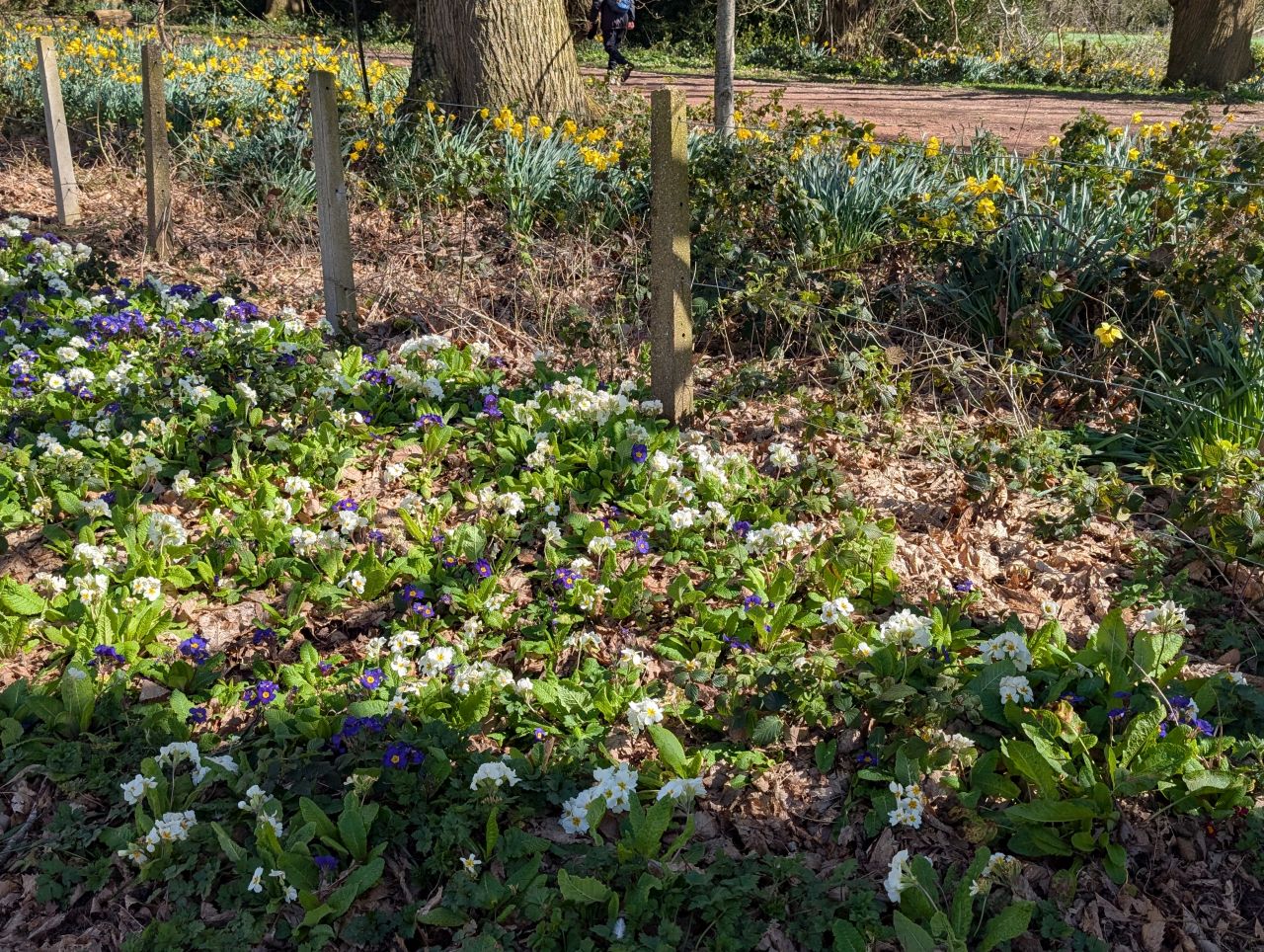 2026-04-05 79 Keele Cherry Blossom.jpg