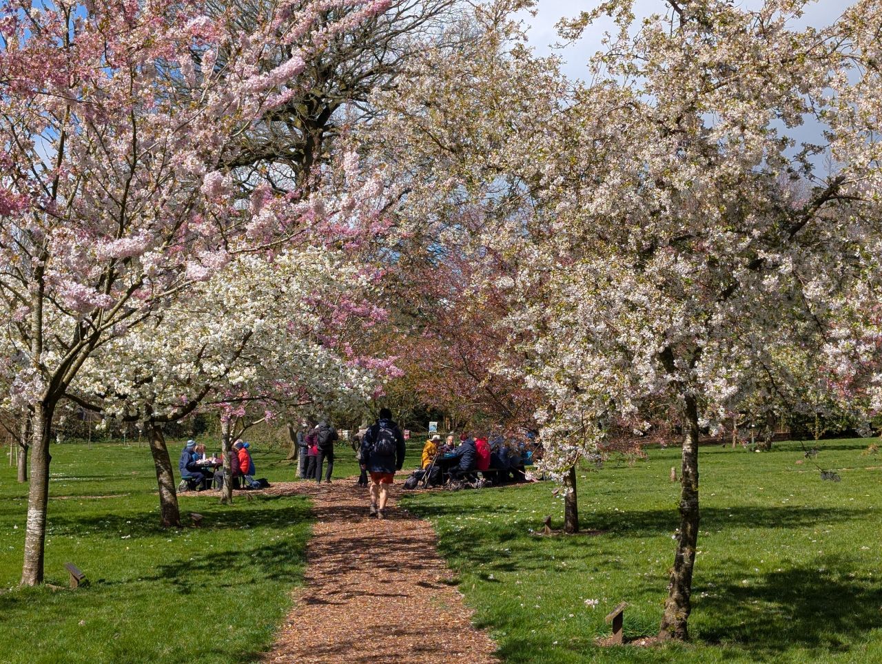 2026-04-05 80 Keele Cherry Blossom.jpg