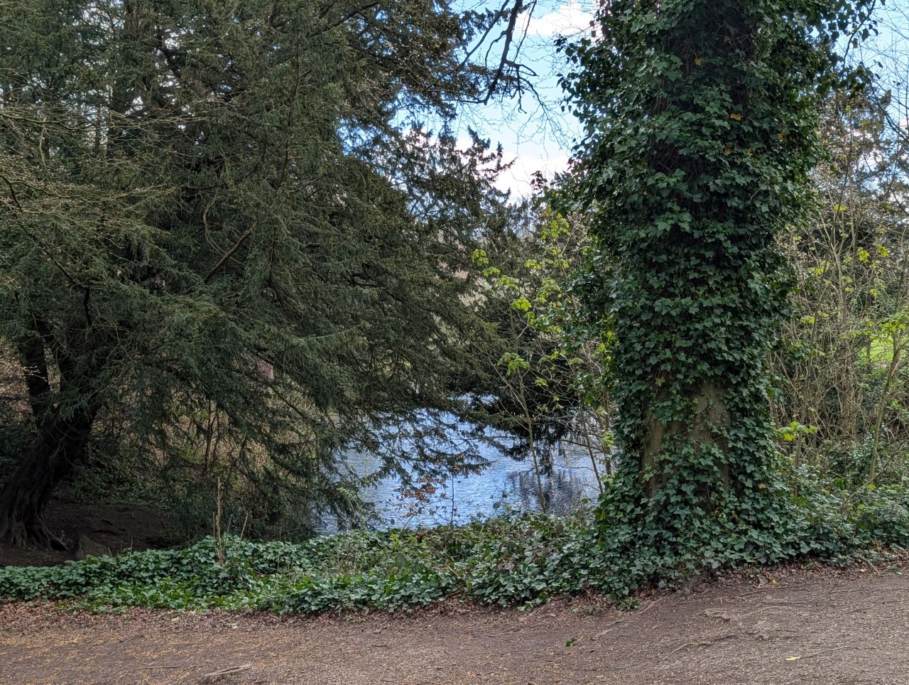 2026-04-05 88 Keele Cherry Blosson.jpg