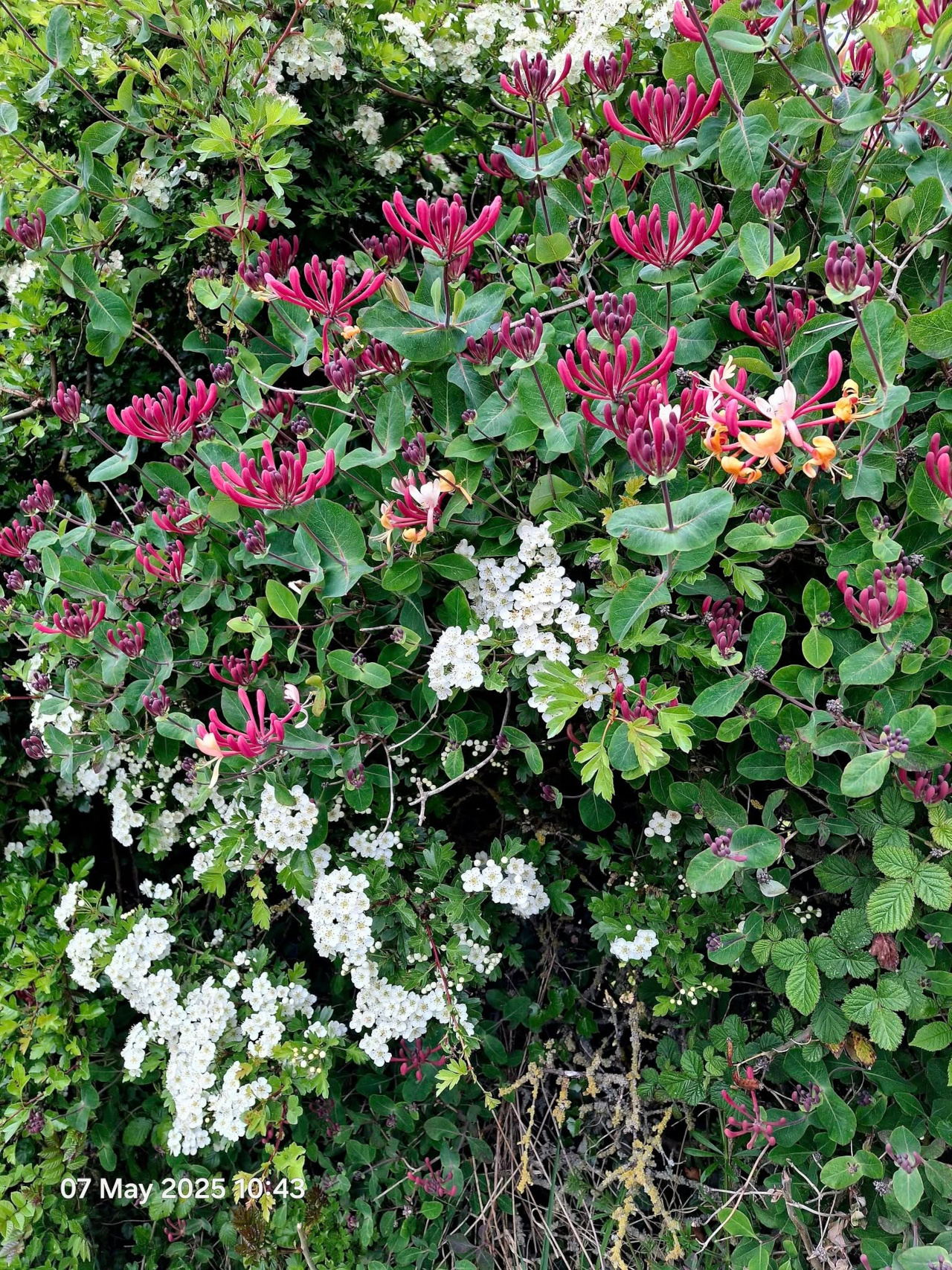 2025-05-07 04 Westhall.jpg