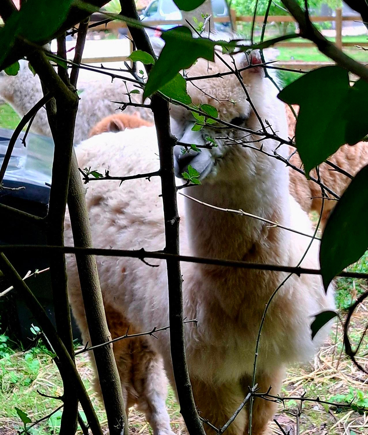 2025-05-07 05 Westhall.jpg