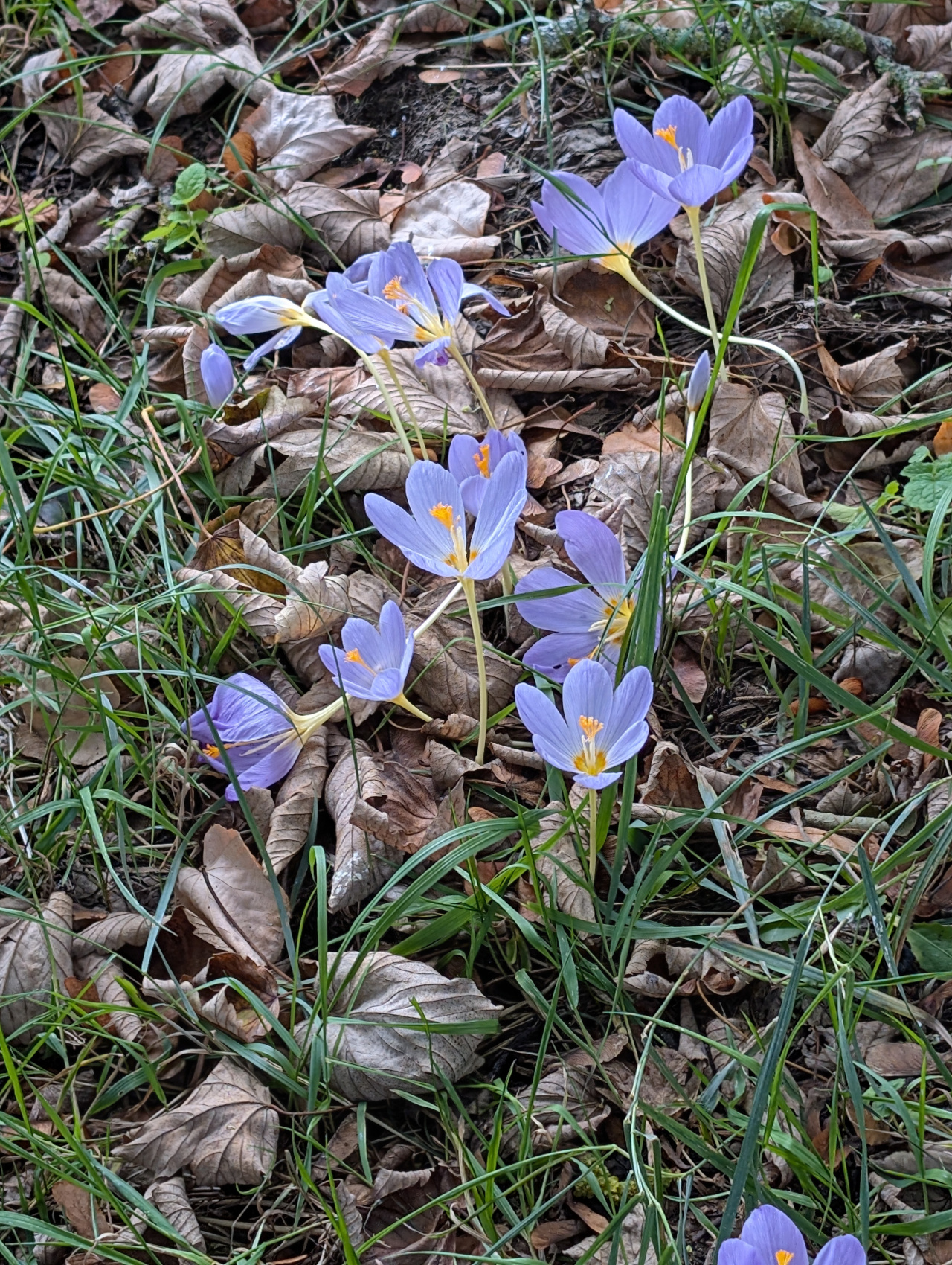 2025-10-01 01 Colchicum Autumn Crocus.jpg