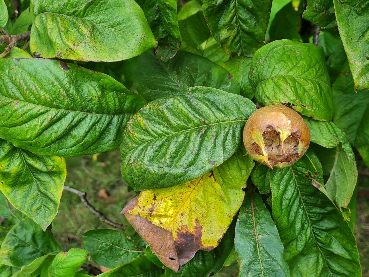 2024-09-15 13 Medlar Tree.jpg