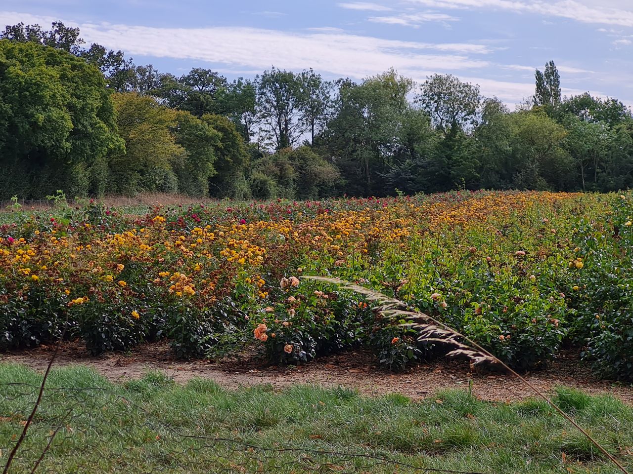 2024-09-15 27 Memorial Walk for Maggie.jpg