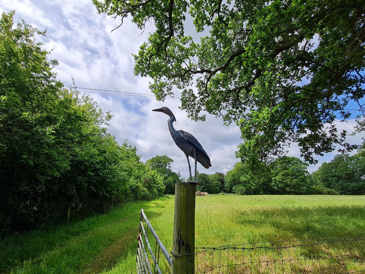 2025-05-29 20 Bus 81 Brockdish Rushall Starston Harleston.jpg