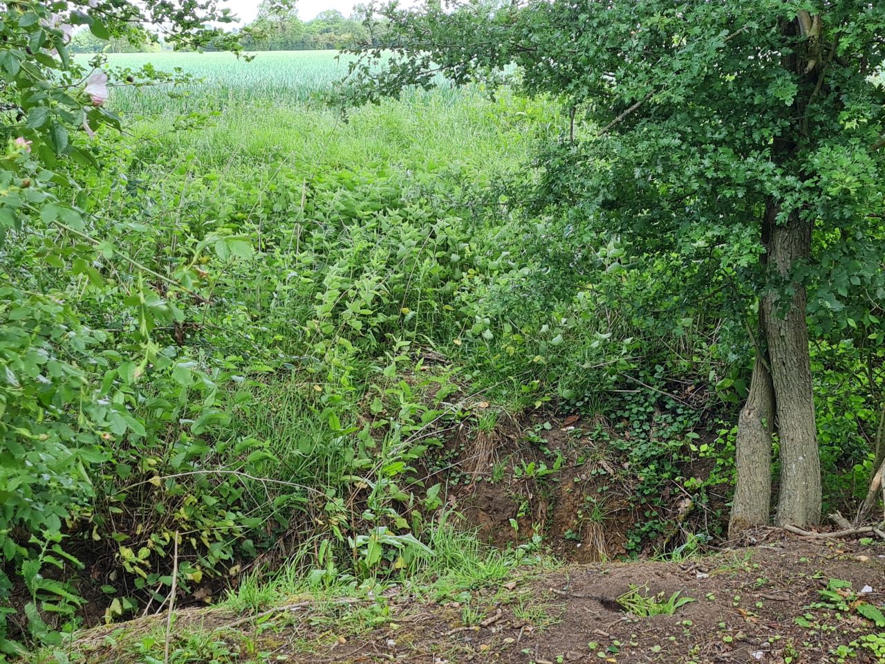 2025-05-29 36 Bus 81 Missing Sleeper Bridge.jpg