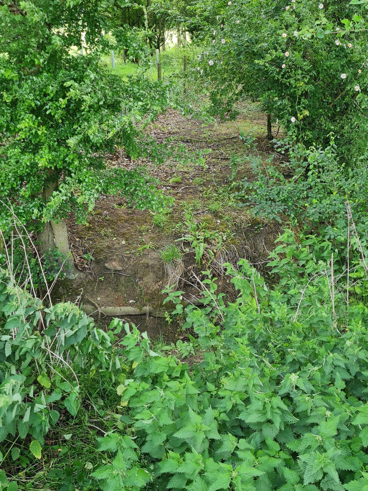 2025-05-29 39 Bus 81 Missing Sleeper Bridge.jpg