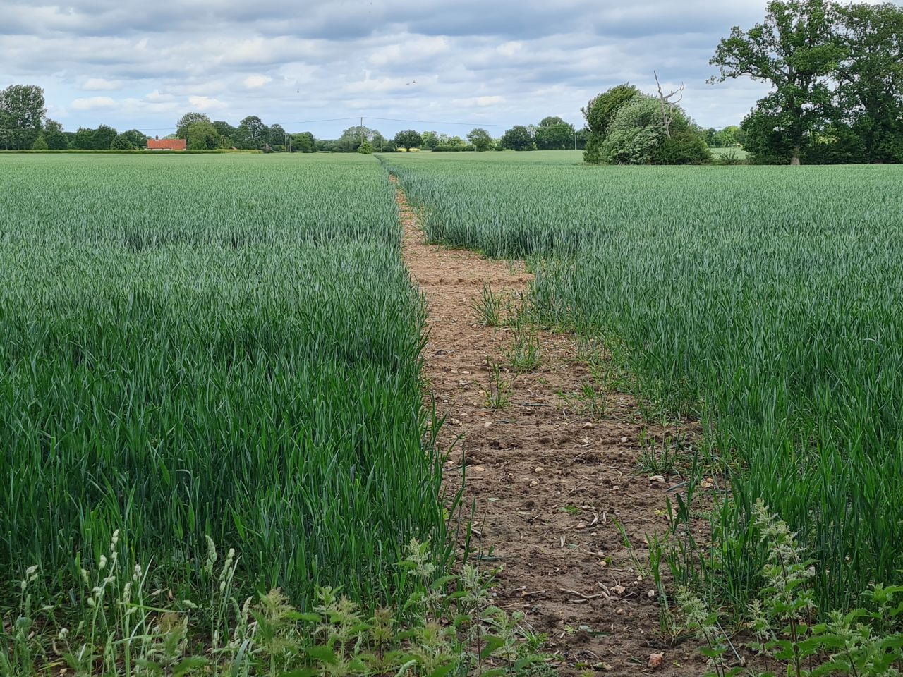 2025-05-29 40 Bus 81 Brockdish Rushall Starston Harleston.jpg
