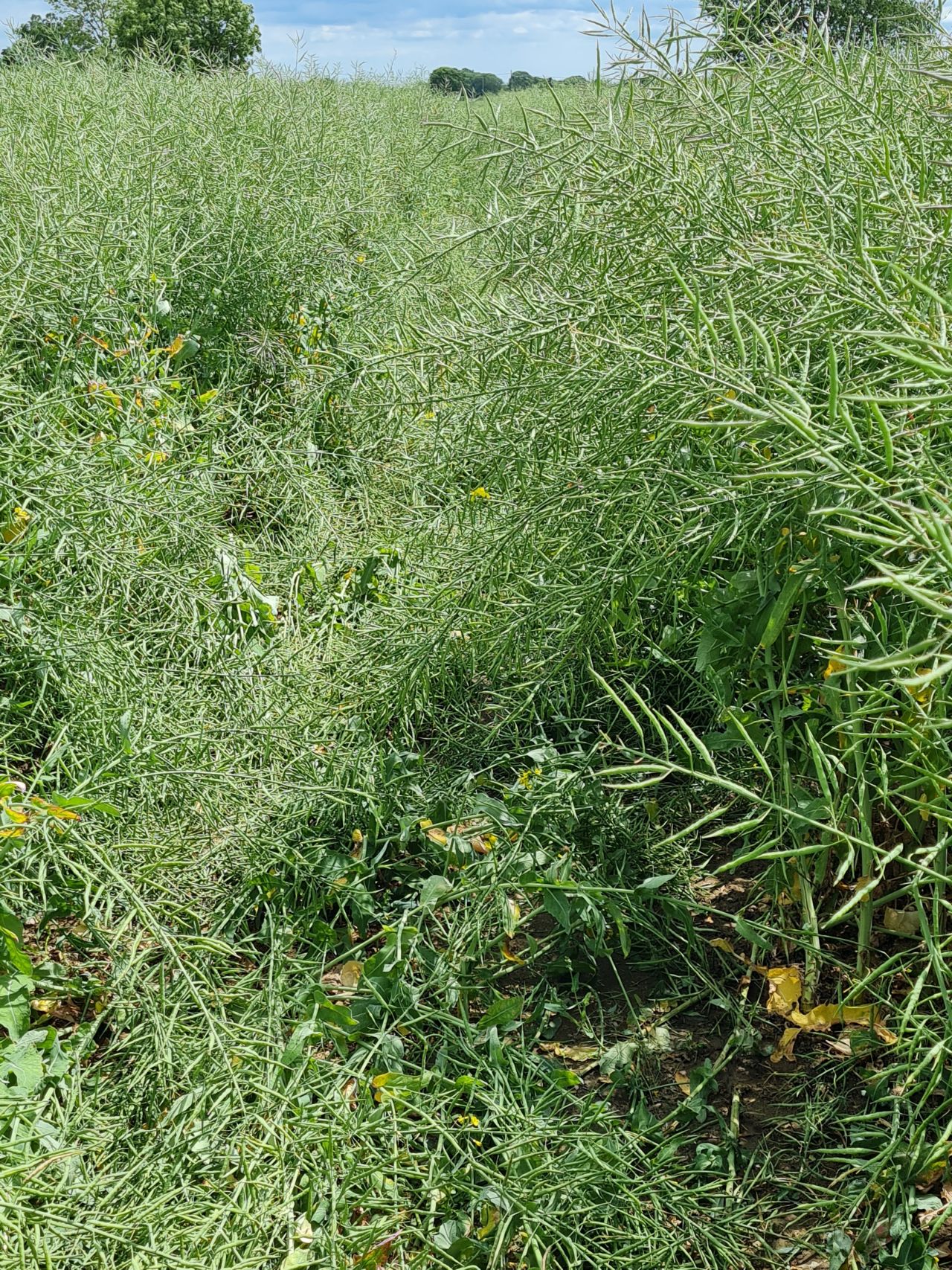 2025-05-29 41 Bus 81 Rapeseed Path Blockage.jpg