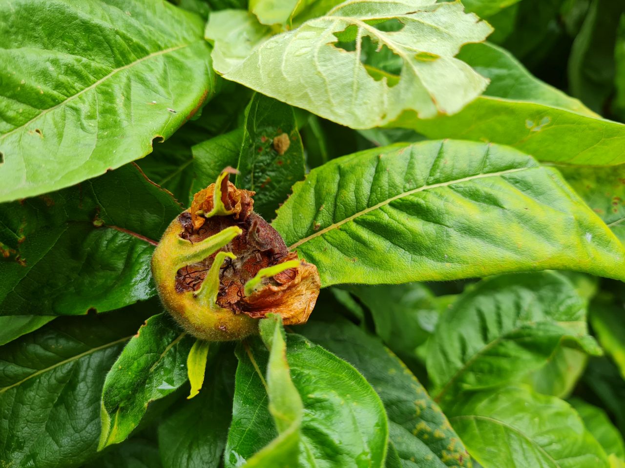 2025-07-19 06 Harleston Redenhall Mendham and Starston.jpg