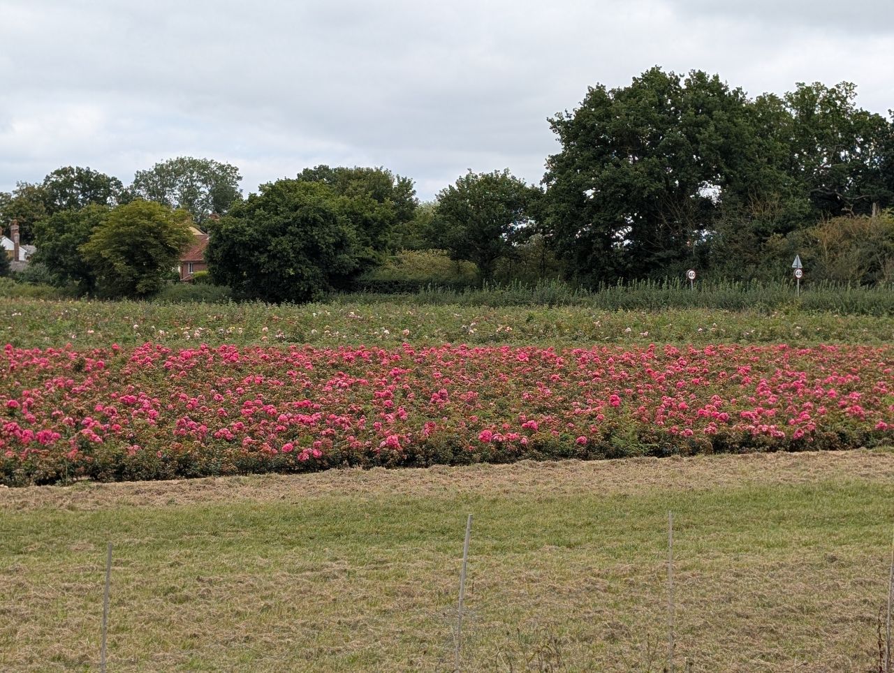 2025-08-16 06 Brockdish to Harleston.jpg