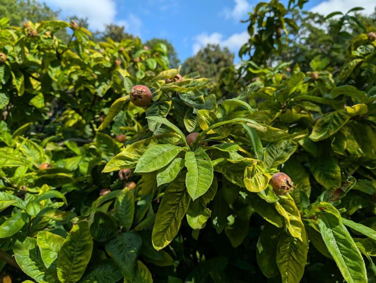 2025-08-16 09 Brockdish to Harleston.jpg
