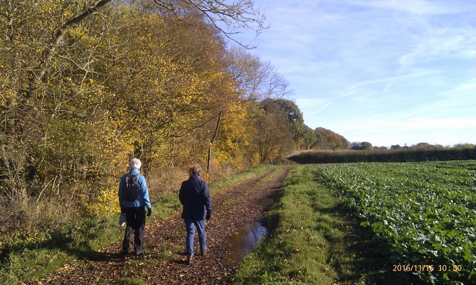 2016-11-16 06 Shadingfield Area.jpg